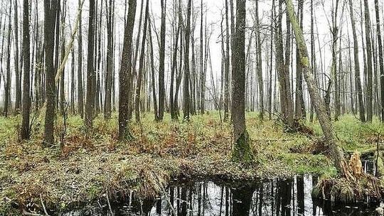 Rezerwat Piskory bez platform. "Jedynie z wieży można było dostrzec jego piękno"