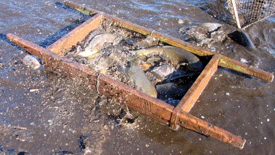 Riblja čorba na placu Rybnym!