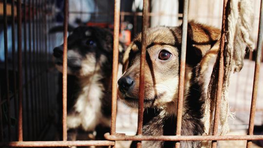 „Robimy maksimum za 7 zł”. Schronisko na mrozie, miasto w rozkroku „Robimy maksimum za 7 zł”. Schronisko na mrozie, miasto w rozkroku