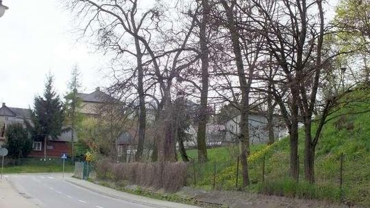 Robotnicy wycięli drzewa. Mieszkańcy protestują, burmistrz tłumaczy