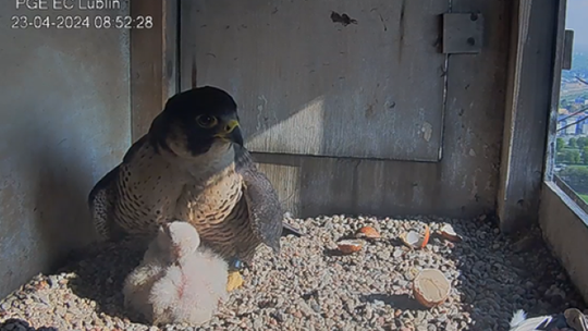 Rodzina w komplecie! Pisklęta wróciły do gniazda sokołów