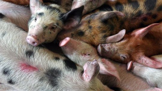 Rok 2011 w polskim rolnictwie - podsumowanie 