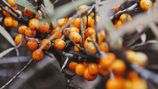 Rokitnik jako źródło witamin i antyoksydantów Rokitnik jako źródło witamin i antyoksydantów