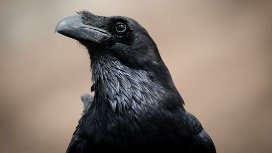 Rolnicy chcą odszkodowań za kruki. "Pole robi się czarne"