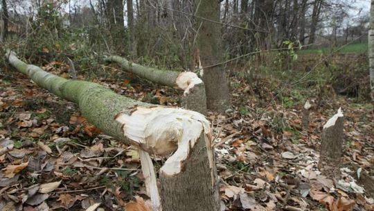 Rolnicy i działkowcy walczą z bobrami. Nawet 10 tys. tych zwierząt w regionie