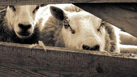 Rolnicy muszą spisać wszystkie zwierzęta. Nadal niewielu to zrobiło