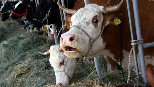 Rolnicy oszukani przy skupie bydła. Dwóch przedsiębiorców zatrzymanych