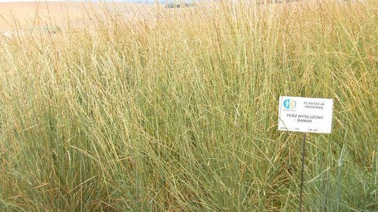 Rolnicy sieją perz energetyczny 