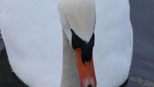 Rolnicy z Rudy uratowali przemarzniętego łabędzia