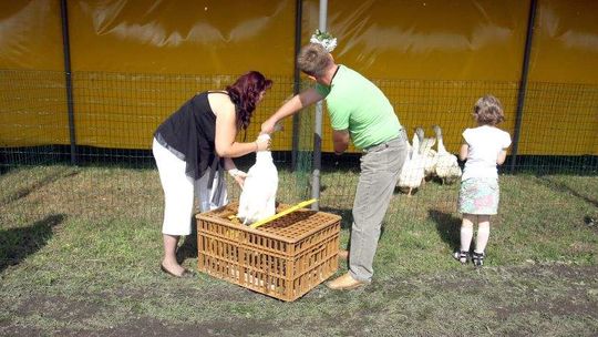 Rolniczki? Tak, ale razem z mężami
