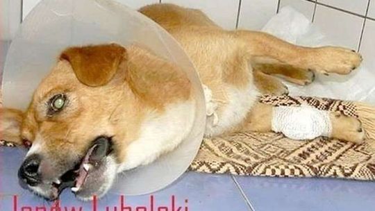 Rolnik przejechał psa. Zapłaci grzywnę wyższą niż chciał prokurator