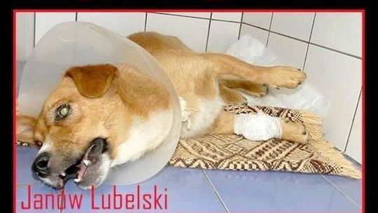 Rolnik przejechał psa żeby go zabić? Sąd sprawdzi to na miejscu