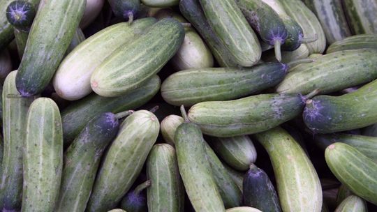 Rolnik pyta, ekspert odpowiada