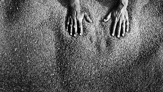 Rolnik zbierze mniej ziarna. Ceny skupu zbóż