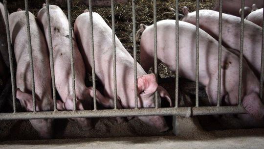 Rolniku chcesz ubić zwierzę? Musisz przejść szkolenie i odbyć praktyki