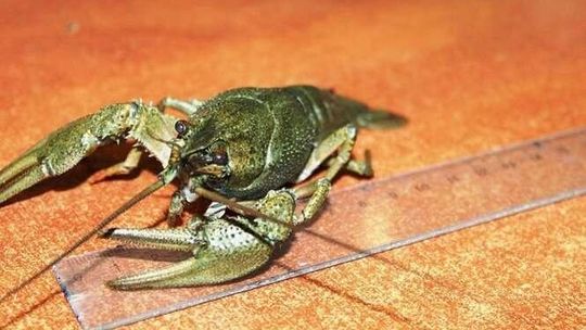 Rosjanin wiózł ukraińskie raki do Polski