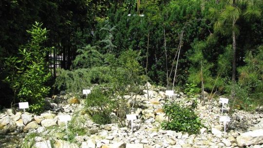 Rośliny biblijne w ogrodzie botanicznym