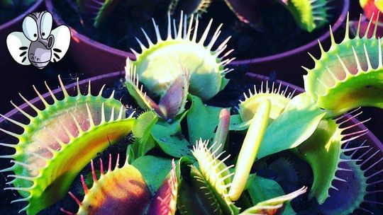 Rośliny owadożerne w Muzeum Wsi Lubelskiej