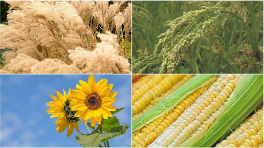 Rosną i oczyszczają. Dr Wójcik z UMCS tłumaczy, co potrafią rośliny