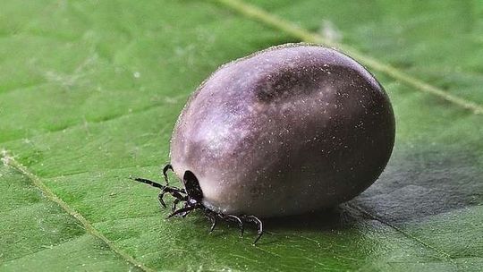 Rośnie liczba zakażonych kleszczy