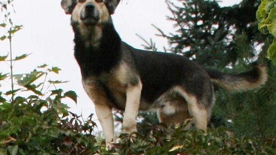 Rowerzysta zastrzelił psa z wiatrówki. Bo biegł i szczekał