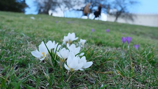 Równonoc wiosenna. Wiosna już jest, jaka będzie pogoda?