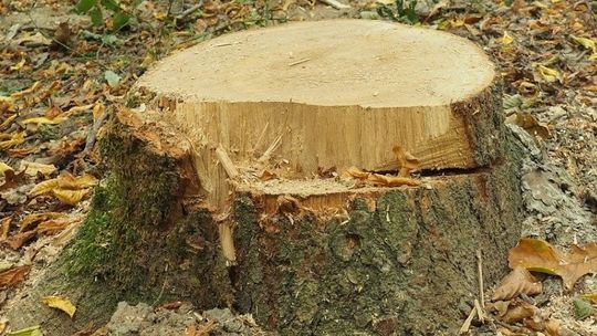 Rozbudowa szpitala w centrum Lublina. Chcieli wyciąć za dużo drzew