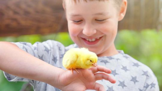 Rozbudź w dziecku miłość do natury –  poprzez domowy wylęg piskląt