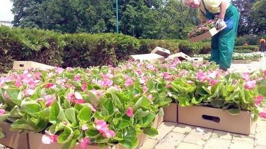 Rozmowy o mieście: Spotkanie z Miejskim Architektem Zieleni