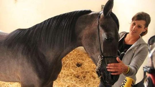 Rozpoczęło się Święto Konia Arabskiego w Janowie. "Zarejestrowało się 140 super vipów"