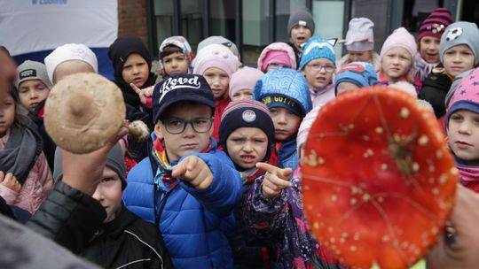 Rozpoznasz grzyby jadalne? Odróżnisz od trujących? Wystawa w Lublinie [zdjęcia]