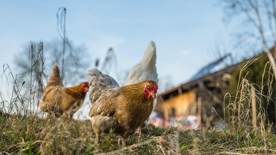 Rozstrzygnięcie drobiowego konkursu na UP