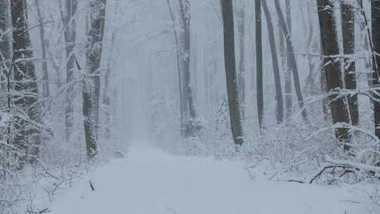 Roztoczański Park Narodowy zamknięty. Śnieg na drzewach stwarza zagrożenie [zdjęcia]