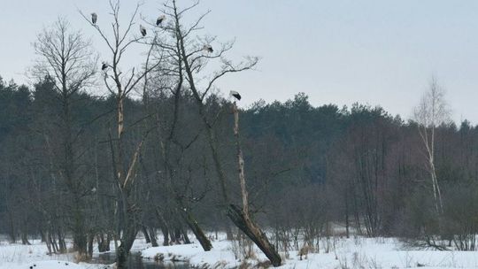 Roztocze: Przyleciały pierwsze bociany