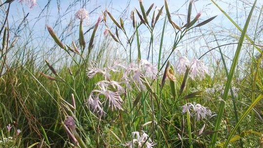 Rozwiązania proekologiczne na budowie S17 pochłoną kilkaset mln zł