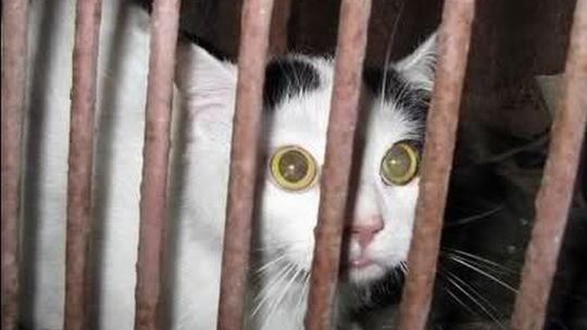 Rozwścieczony kot Puszek dotkliwie pogryzł babcię i wnuczka