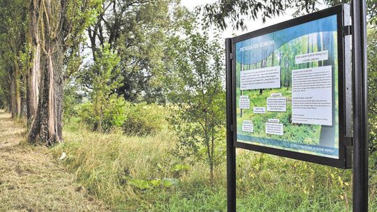 Rusz nad Wieprz szlakiem topoli. Powstała tam ścieżka ekologiczna