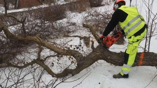 Rusza budowa przedłużenia ul. Bohaterów Monte Cassino. Zaczęli wycinać drzewa