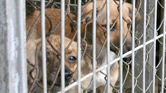 Rusza budowa schroniska dla psów w Puławach