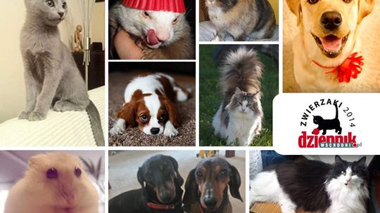 Rusza plebiscyt \"Zwierzaki 2014”! Czekamy na zdjęcia