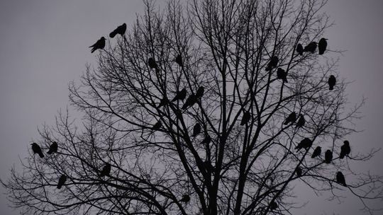 Rusza płoszenie gawronów w Świdniku