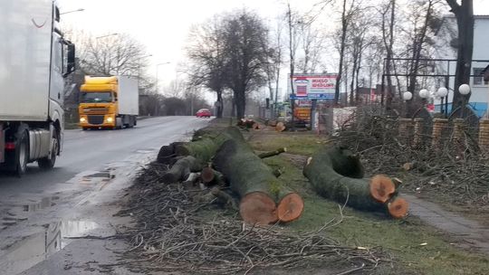 Rusza przebudowa DK 12 w Chełmie. Zaczęli od wycinki drzew