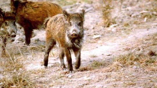 Ruszają w las po padłe dziki. Wszystko przez zagrożenie ASF