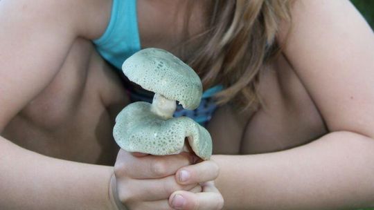 Ruszył sezon na grzyby