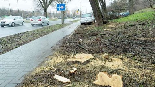 Ruszyła wycinka drzew na Czechowie. Tu powstanie nowy hotel i apartamentowiec