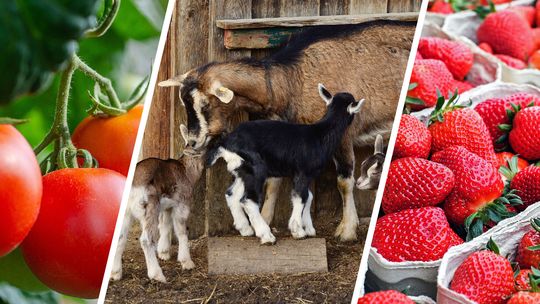 Ruszyła wypłata zaliczek