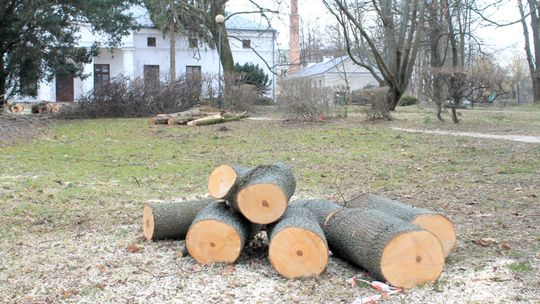Ryki: Rewitalizacja Parku Miejskiego kosztem starych drzew