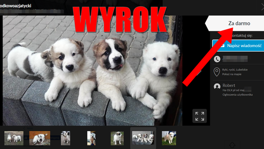 Ryki. Słodkie szczeniaczki miały być za darmo, ale to była nielegalna hodowla