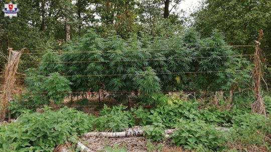 Ryki: Zlikwidowano trzy plantacje marihuany [zdjęcia]