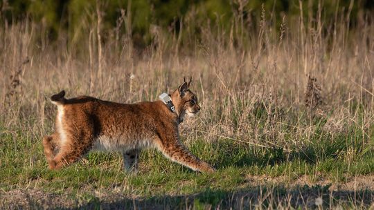 Ryś Horaj z Roztocza na wyprawie w Puszczy Świętokrzyskiej